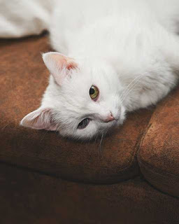 A cat is lying on a couch, looking directly at the camera.
